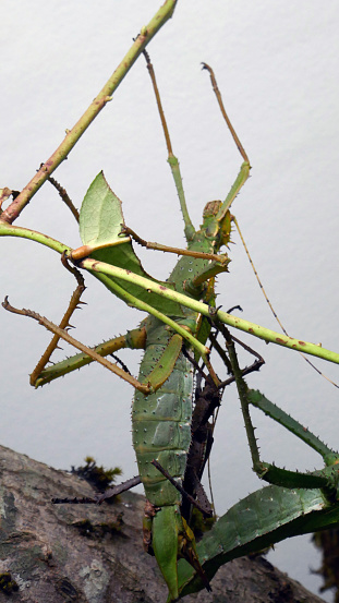 Jungle nymph