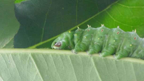 istock Green caterpillar closeup 848301568
