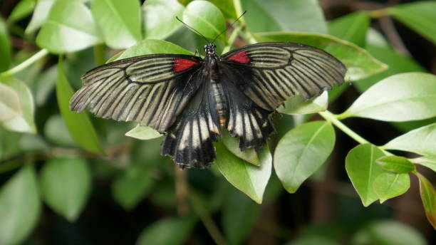 istock Colorful butterfly close-up 848304754