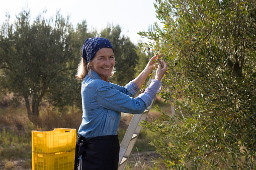 Portrait of happy woman harvesting olives from tree in farm