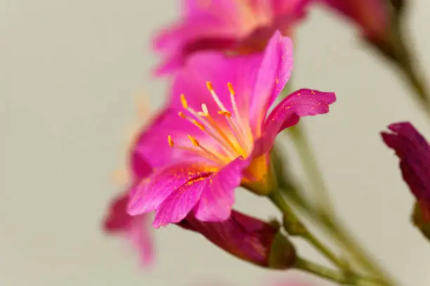 Flower of a Siskiyou lewisia (Lewisia cotyledon)
