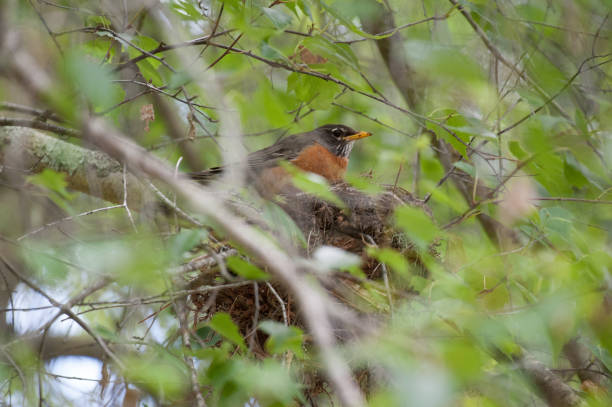 istock American Robin Sitting in Nest 848315826