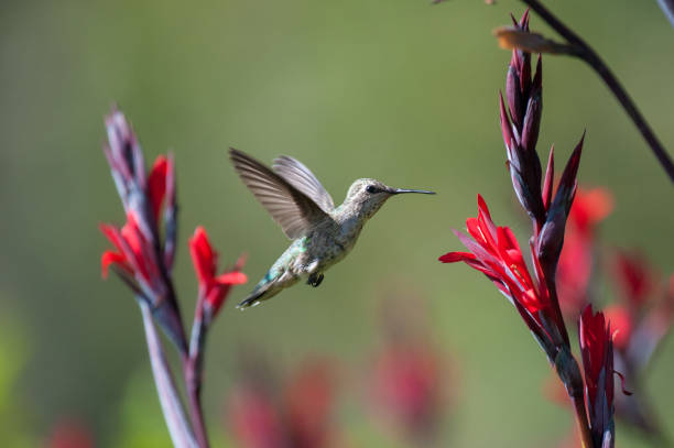 istock Anna's Hummingbird Flying Next to Red Flowers 848315894