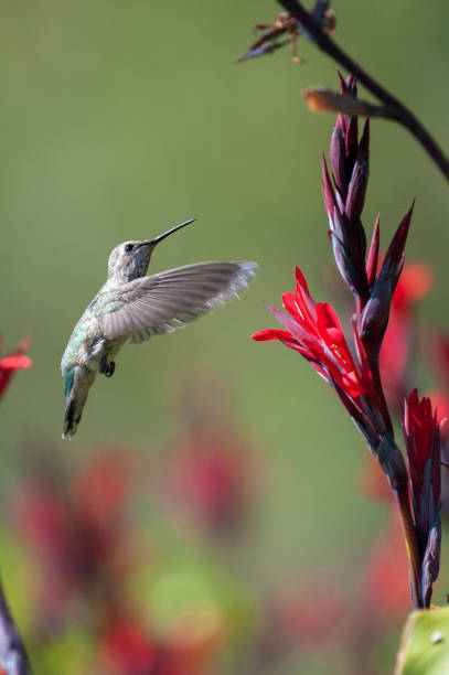 istock Anna's Hummingbird Flying Next to Red Flowers 848315916
