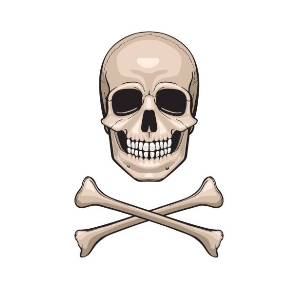 skull with crossbones, vector illustration vector art illustration
