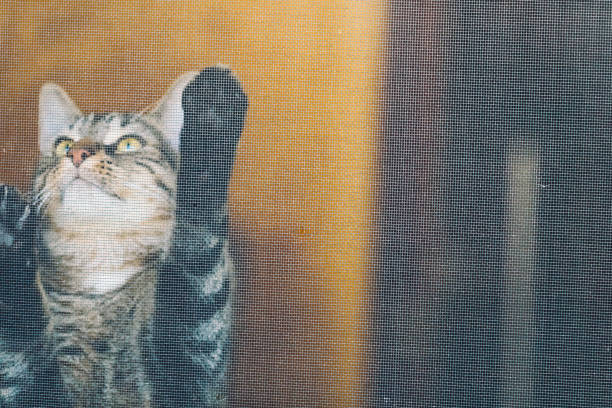 Animal photography.