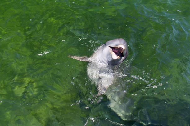istock Happy dolphin in the water. Close-up 848327984