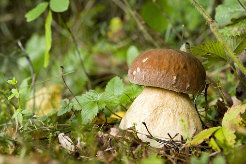 Boletus mushroom growing on the forest ground