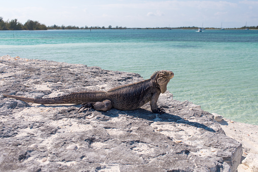 Single iguana on the stone beach.