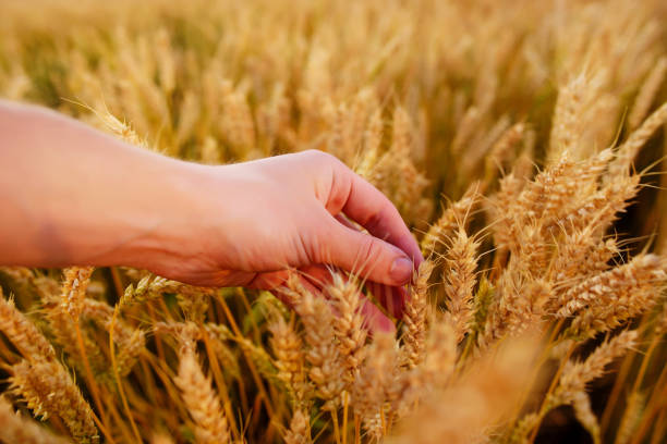 istock Wheat ears in the man's hand. Field on sunset Harvest concept. 848328806