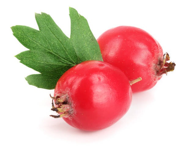 istock Hawthorn berry with leaf isolated on white background close-up 848328812