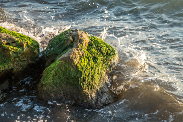 Green moss stuck on stone around sea waves. Sea waves hit the shore.