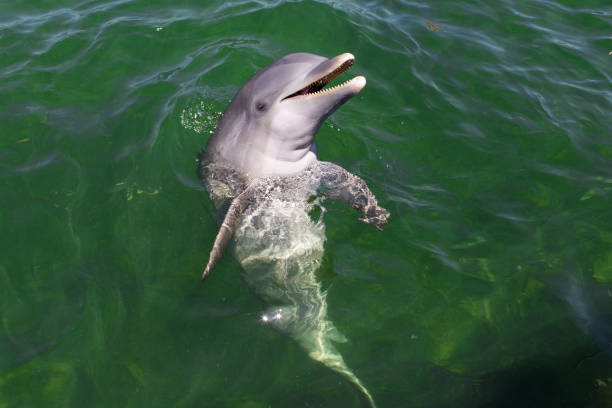delfino felice in acqua. primo piano - happy dolphin foto e immagini stock