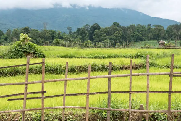 Photo of Rice Field Scene in Rural Shan State, Myanmar (Burma)