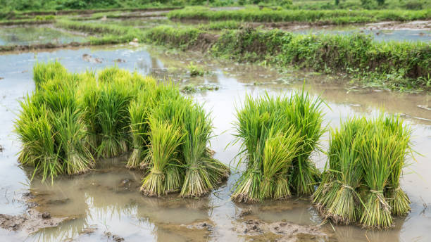 istock Rice Seedlings Ready for Planting, Rural Shan State, Myanmar (Burma), Wide-screen 848332094