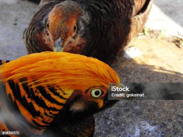 Colorful Birds At The Exhibition Of Birds In Kragujevac Stock Photo - Download Image Now