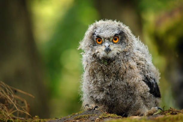 Young baby eurasian eagle owl Young eurasian eagle owl in forest. Cute fluffy baby owl eurasian eagle owl stock pictures, royalty-free photos & images