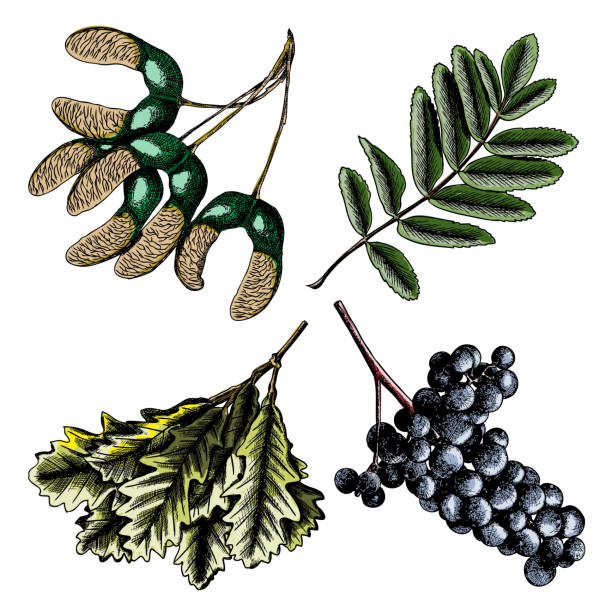 istock Set, watercolor painted and hand drawn inked rustic maple seeds, drawing of grapes and leaf. Rowan or rowanberry. Sorb, ash, pit. Oak nut or seed. Fir pinecone. Vector. 848352400