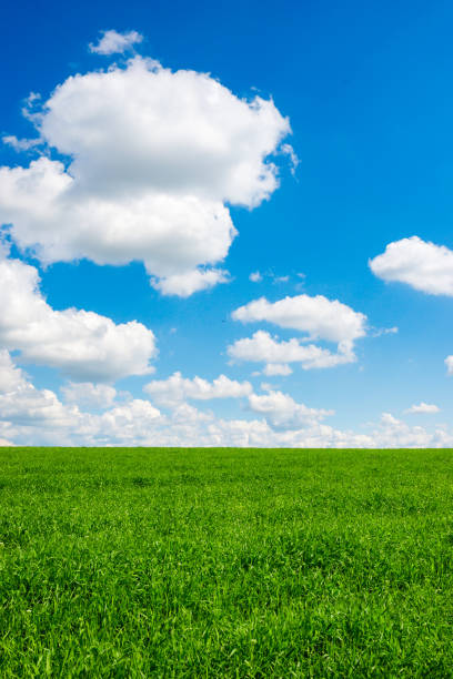 緑の芝生と青い空、白い雲 - マサチューセッツ州 グリーンフィールド ストックフォトと画像