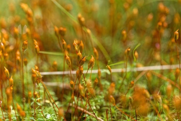 Capsules of common hair moss, Polytrichum commune.