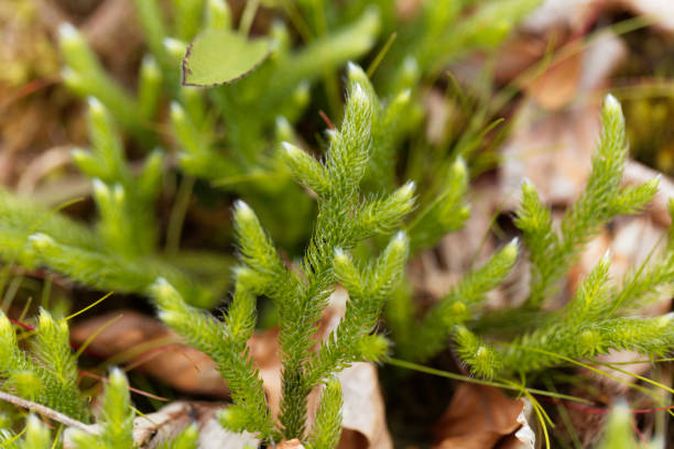Plant of running clubmoss, Lycopodium clavatum Plant of running clubmoss, Lycopodium clavatum, in a forest. lycopodiaceae stock pictures, royalty-free photos & images