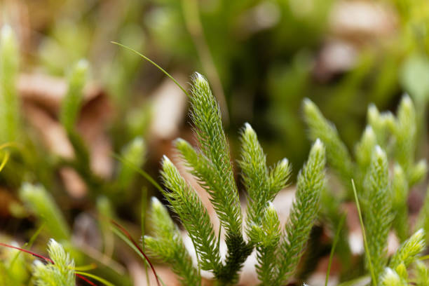 plante de l’exécution de clubmoss, lycopodium clavatum - clubmoss photos et images de collection