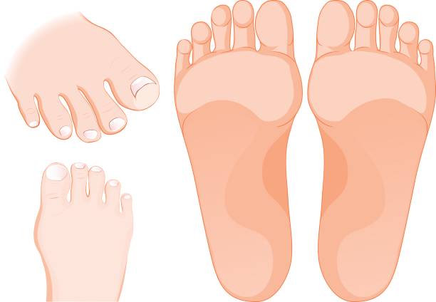 уход за ногами. набор иконок. части человеческого тела. - sole of foot stock illustrations