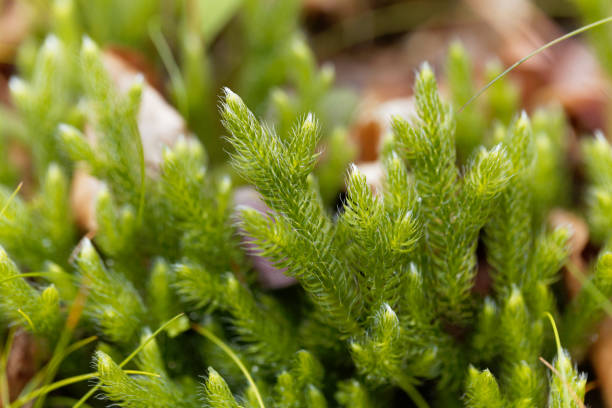 plante de l’exécution de clubmoss, lycopodium clavatum - clubmoss photos et images de collection