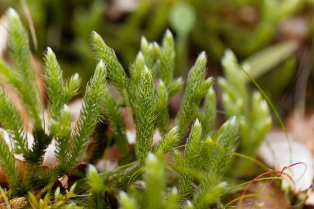 Plant of running clubmoss, Lycopodium clavatum Plant of running clubmoss, Lycopodium clavatum, in a forest. lycopodiaceae photos stock pictures, royalty-free photos & images