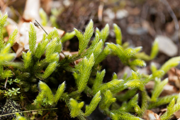 clubmoss, 석 송 속 clavatum 실행의 - clubmoss 뉴스 사진 이미지