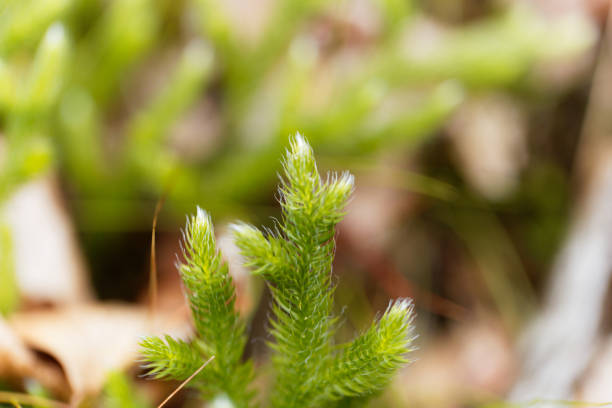 clubmoss, 석 송 속 clavatum 실행의 - clubmoss 뉴스 사진 이미지