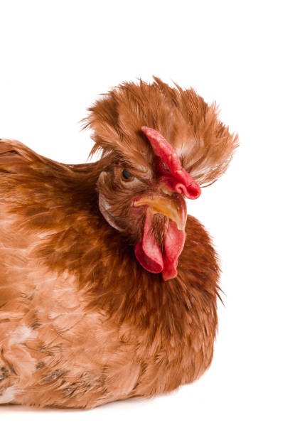 istock Portrait of a brown chicken isolated on white background 848366554