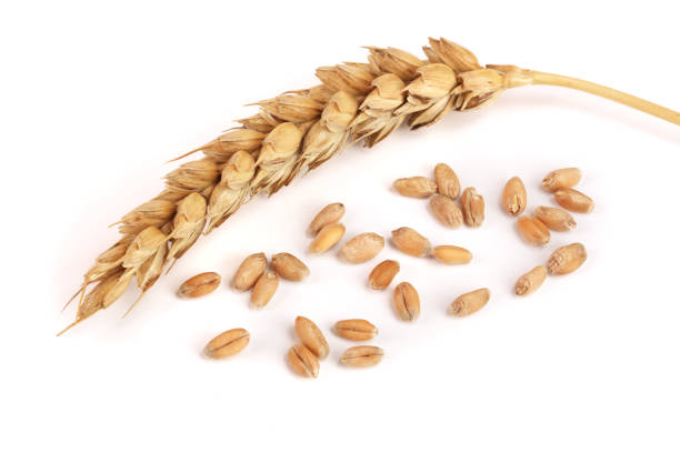 istock grain and ears of wheat isolated on white background. Top view 848369396