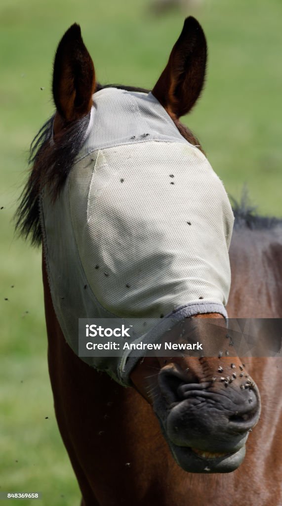 Horse Pulls Funny Face When Being Tickled By Flies Stock Photo - Download  Image Now - Abstract, Agriculture, Animal - iStock