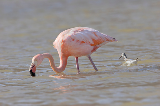 Greater Flamingo (Phoenicopterus ruber ruber) wading in water together with Wilson's Phalarope, Punta Cormorant, Floreana, Galapagos Islands