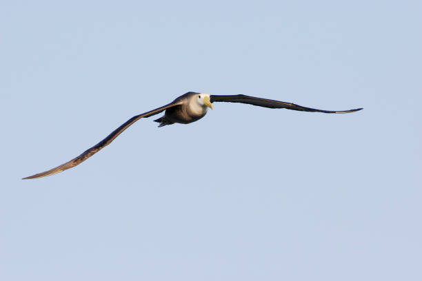 istock Waved Albatross (Phoebastria irrorata) flying, Punta Suarez, Espanola, Galapagos Islands 848373696