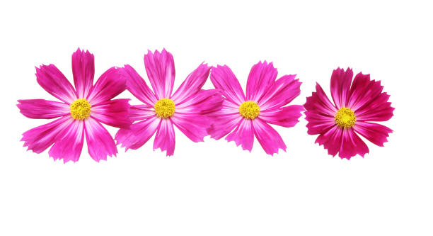 istock Flower head of cosmos 848374200