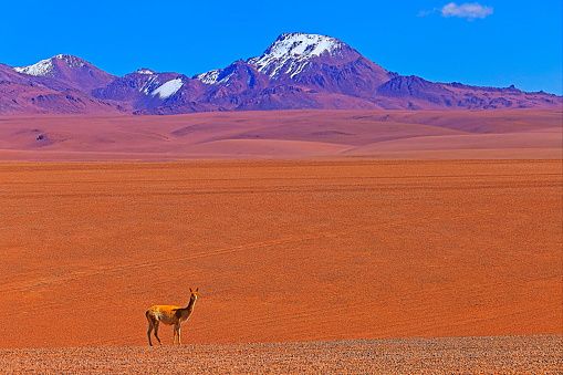 Vicuna Guanaco, animal wildlife in Andes altiplano and Idyllic Atacama Desert, Volcanic landscape panorama – Antofagasta region, Chilean Andes, Chile, Bolívia and Argentina border