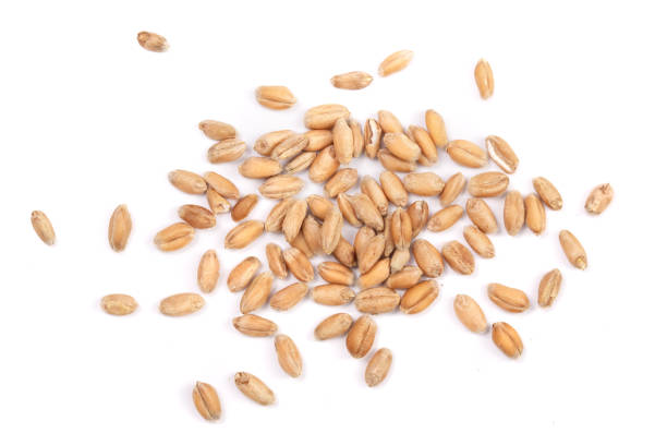 istock wheat grains isolated on white background. Top view 848380920