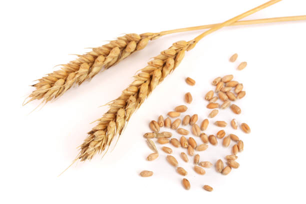istock grain and ears of wheat isolated on white background. Top view 848381098