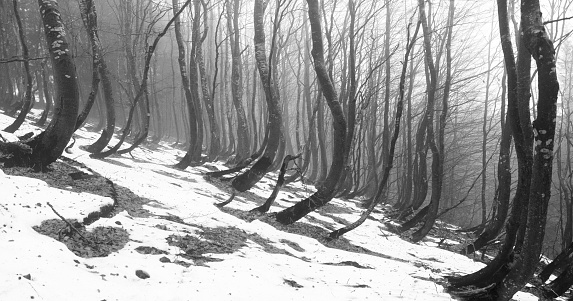 Snow thawed about beeches