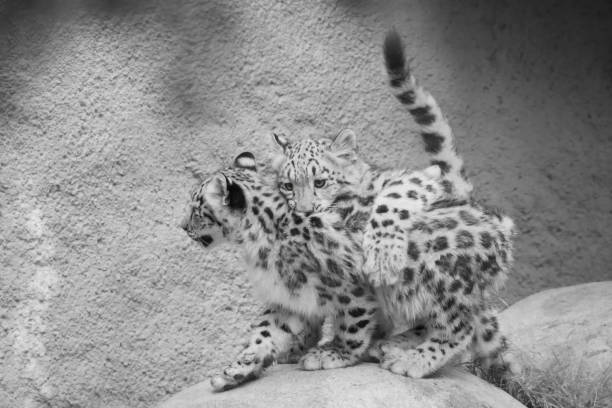 Snow Leopard cubs at play, in black and white