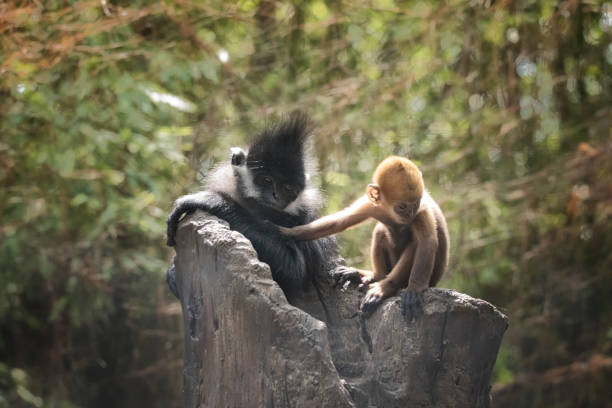 프랑수아 랑구르 어머니와 유아 - animal ape monkey bonding 뉴스 사진 이미지