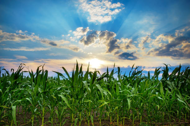 istock Green corn field,blue sky and sun on summer day. 848388072