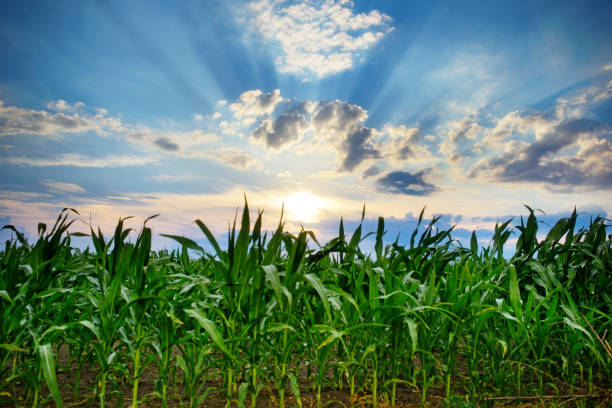 istock Green corn field,blue sky and sun on summer day. 848388104
