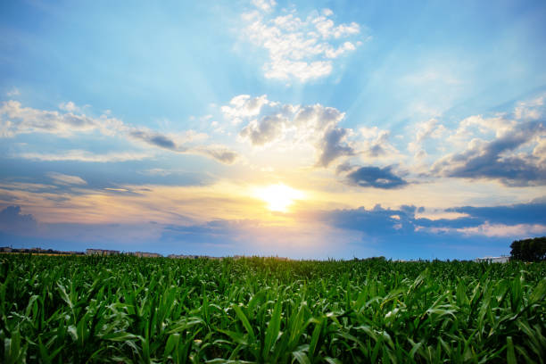 istock Green corn field,blue sky and sun on summer day. 848388112