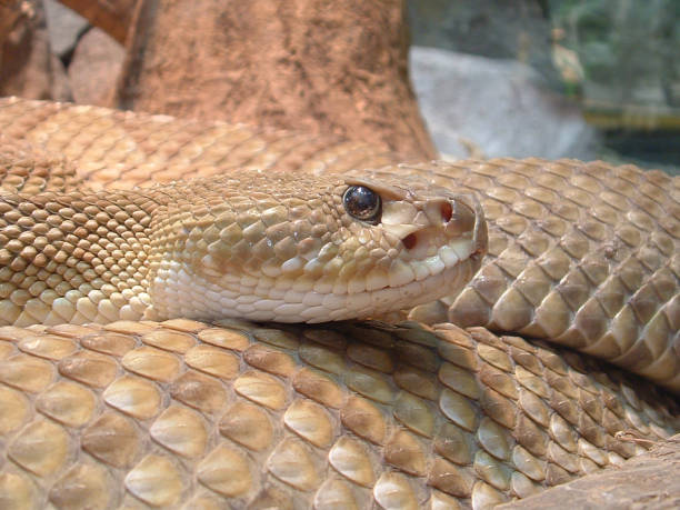 istock closeup of a rattlesnake 848391506
