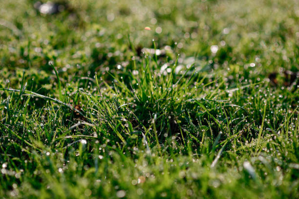 istock Fresh morning dew on spring grass, natural background - close up 848391574