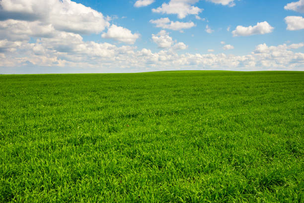 grünen gras und blauer himmel mit weißen wolken - green field agriculture summer stock-fotos und bilder