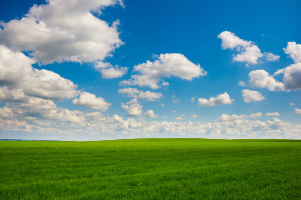 grünen gras und blauer himmel mit weißen wolken - green field agriculture summer stock-fotos und bilder